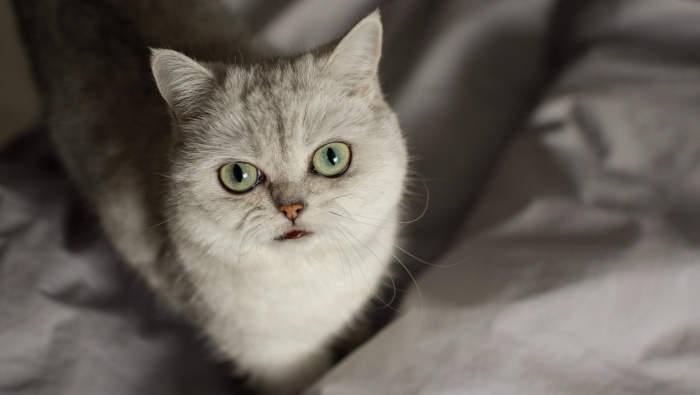 超萌可爱的小猫咪图片桌面壁纸