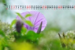 July 2021 Morning Glory Desktop Calendar Wallpaper