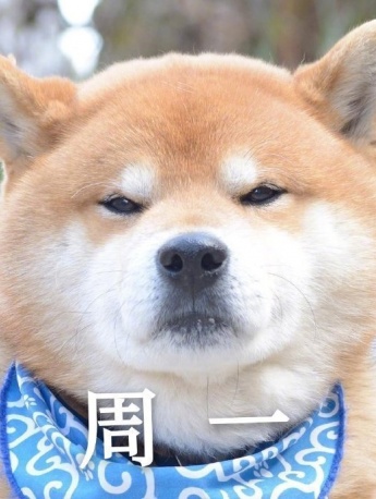 狗狗一週狀態表情包