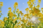 Beautiful pictures of rape flowers