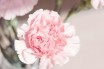 Pink carnation desktop wallpaper picture