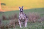 HD kangaroo pictures desktop wallpaper
