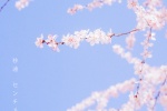 Japanese fresh style cherry blossom wallpaper
