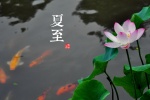 二十四节气夏至桌面壁纸