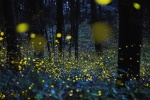 Xishuangbanna firefly night scene pictures