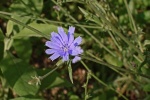 HD wild chicory pictures desktop wallpaper