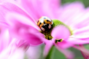 HD ladybug macro photography pictures desktop wallpaper