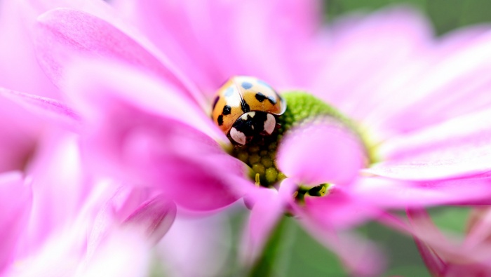 高清瓢虫微距摄影图片桌面壁纸