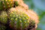 Thorny cactus pictures desktop wallpaper