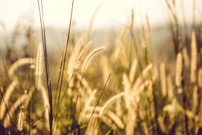 秋天的狗尾巴草圖片桌麵壁紙