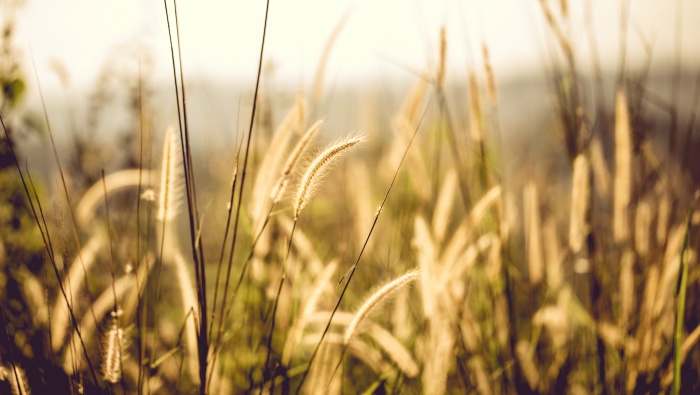 Autumn dogtail grass pictures desktop wallpaper