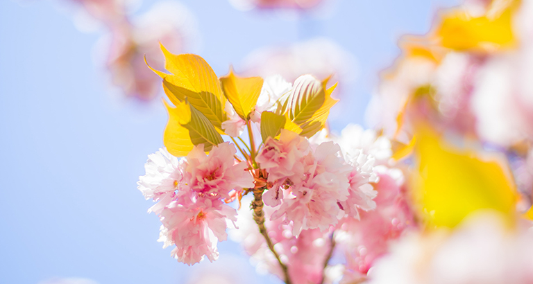 Sakura desktop wallpaper