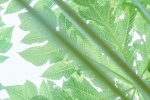 極簡靜物攝影手機壁紙圖片