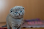 Scottish fold cat pictures