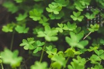 January 2022 green plant eye protection calendar wallpaper