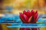 Lotus pond lotus beautiful picture desktop wallpaper