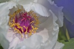 Beautiful peony flower pictures desktop wallpaper