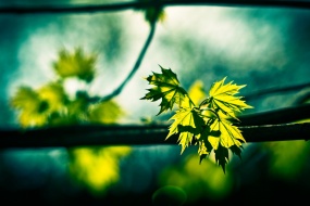 夏至风光迷人唯美桌面壁纸