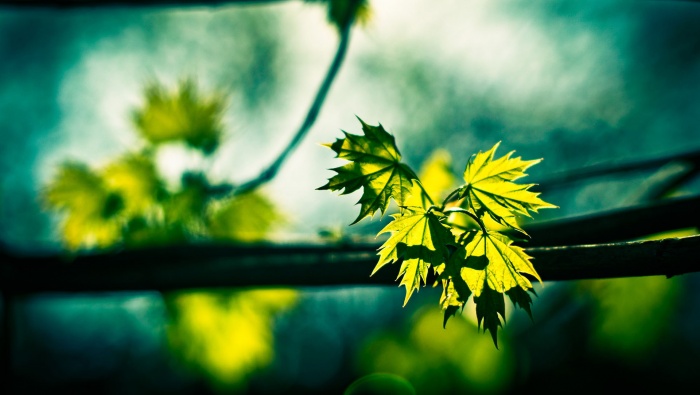 Summer solstice scenery charming and aesthetic desktop wallpaper