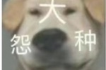 狗狗大怨种系列表情包