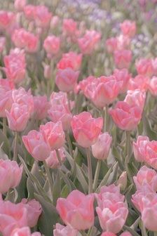 pink tulips pictures