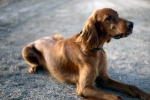 Lively Irish Setter Pictures