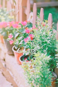 Fresh town scenery mobile wallpaper picture