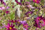 Small and cute goldfinch pictures