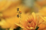 重阳节菊花图片高清桌面壁纸