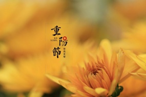 Double Ninth Festival chrysanthemum pictures HD desktop wallpaper