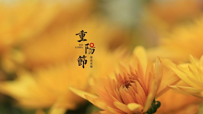 Double Ninth Festival chrysanthemum pictures HD desktop wallpaper