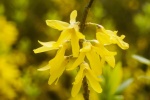 Bright forsythia fuchsia flower pictures desktop wallpaper