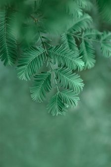 Eye-protecting green plants HD mobile wallpaper