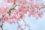 Pink cherry blossom aesthetic wallpaper