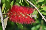 Red Melaleuca picture desktop wallpaper