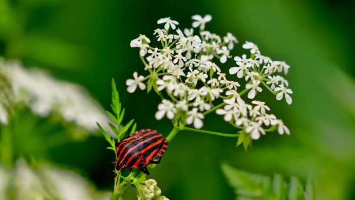 清新好看的蕾絲花圖片桌麵壁紙
