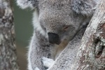 Sleeping koala pictures