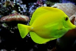 Yellow high-fin surgeonfish picture desktop wallpaper