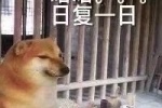 哈哈。。。日复一日