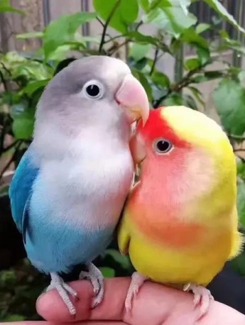 可愛的牡丹鸚鵡圖片