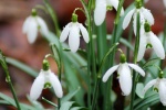 White snowdrop pictures desktop wallpaper