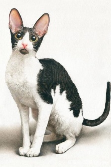 柯尼斯捲毛貓圖片