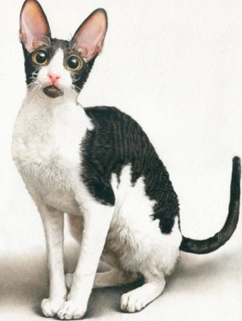 Cornish Rex Cat Pictures