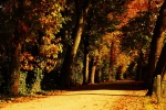 Autumn forest scenery pictures desktop wallpaper