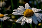 HD daisy flower pictures desktop wallpaper