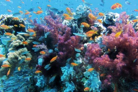 HD underwater coral pictures desktop wallpaper