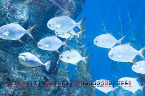 July 2021 SeaWorld Aquarium Desktop Calendar Wallpaper