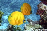 Beautiful underwater world pictures desktop wallpaper