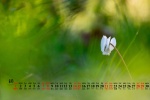 Eye-protecting flowers and beautiful desktop calendar wallpaper for August 2021