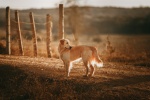 Golden Retriever Pictures